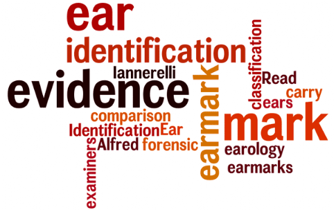 Ear Identification: Read about ear mark evidence and how forensic examiners carry out comparison of earmarks; earmark identification, ear mark identification, Alfred Iannerelli, earology, classification of ears, earmark evidence, ear mark evidence