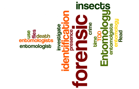 Entomology: Read about Entomology and how forensic entomolgists use the presence of insects to investigate crime; forensic entomology, forensic entomologist, forensic entomologists, identification of insects, identification of flies, time of death, TOD